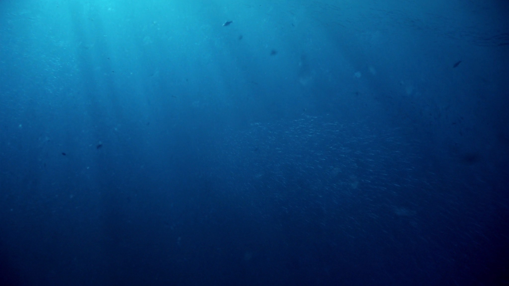 Deep open blue water with faint sun rays and a distant school of fish