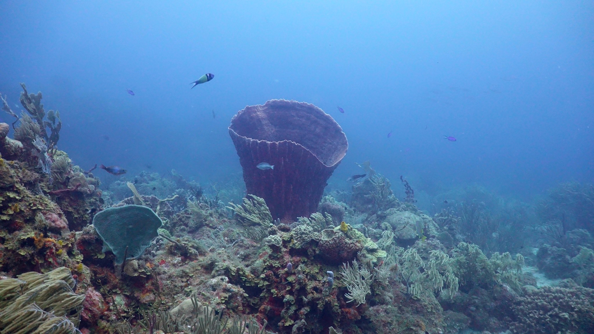 A coral reef with a large barrel sponge, sea fans and reef fish in blue water